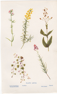 Lesser Snapdragon, Toadflax, Ivy-leaved Linaria, Pale Linaria